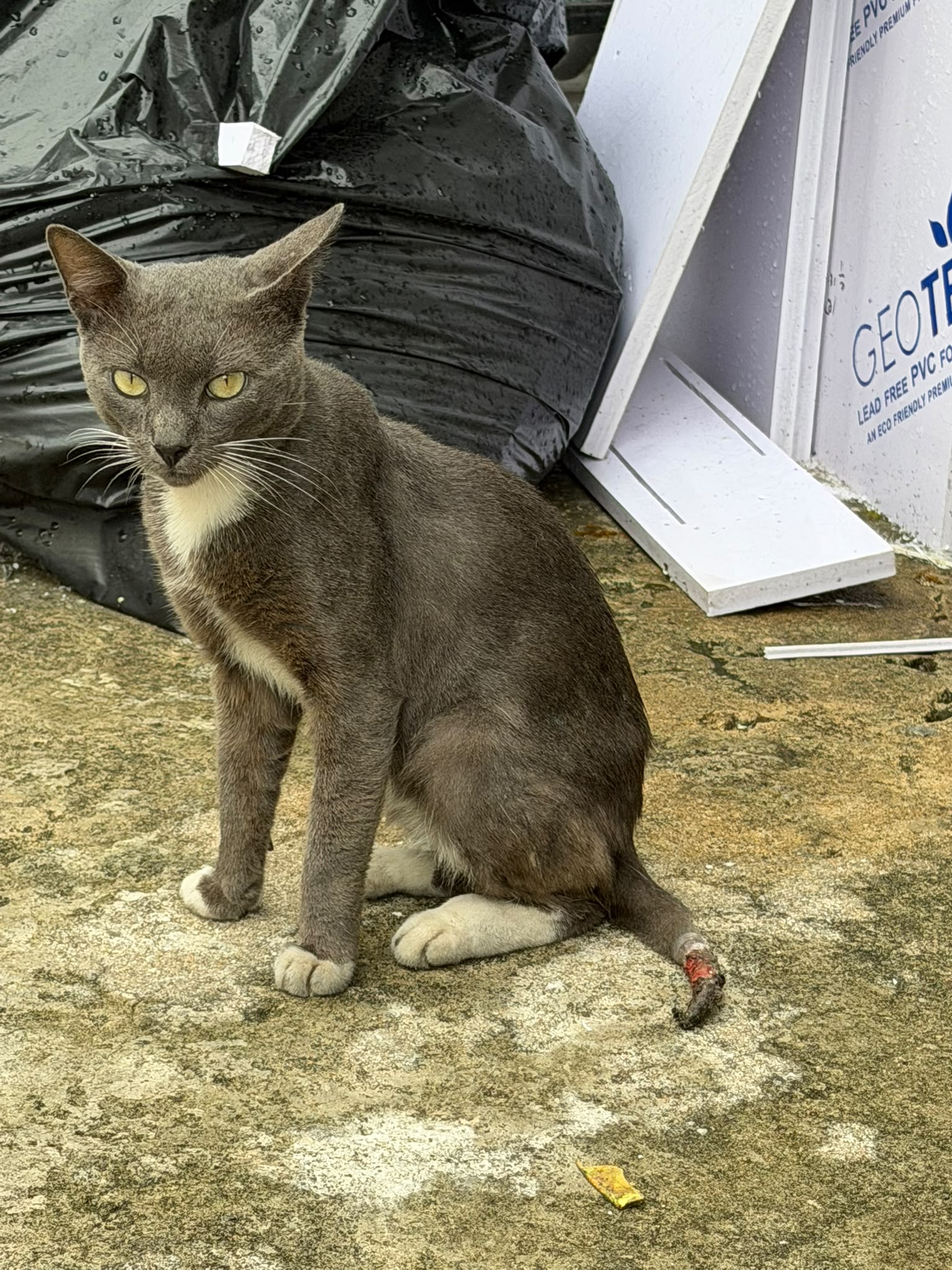 Gato rescatado en cuidado de Fundación TNR PR