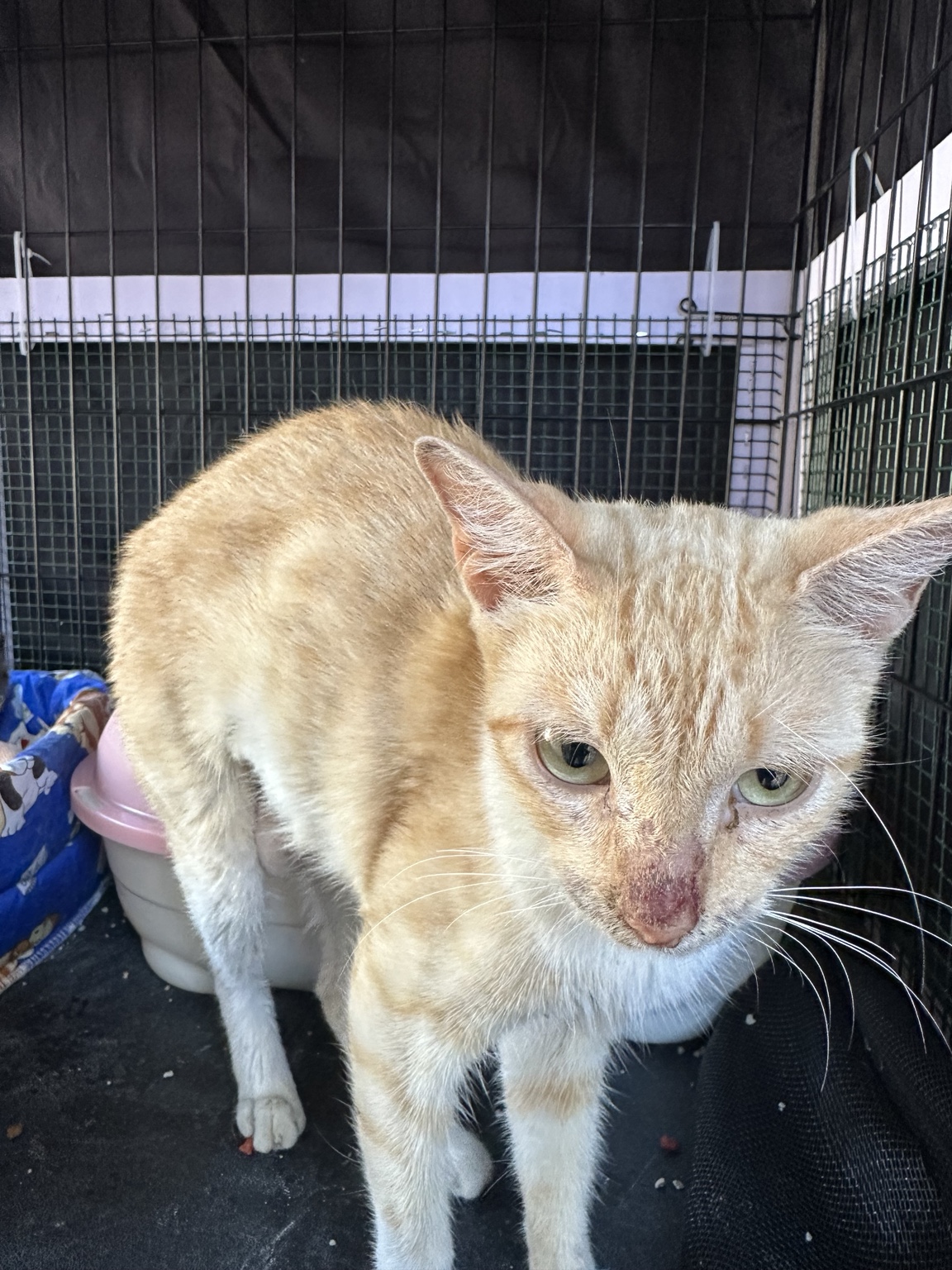 Gato rescatado en recuperación