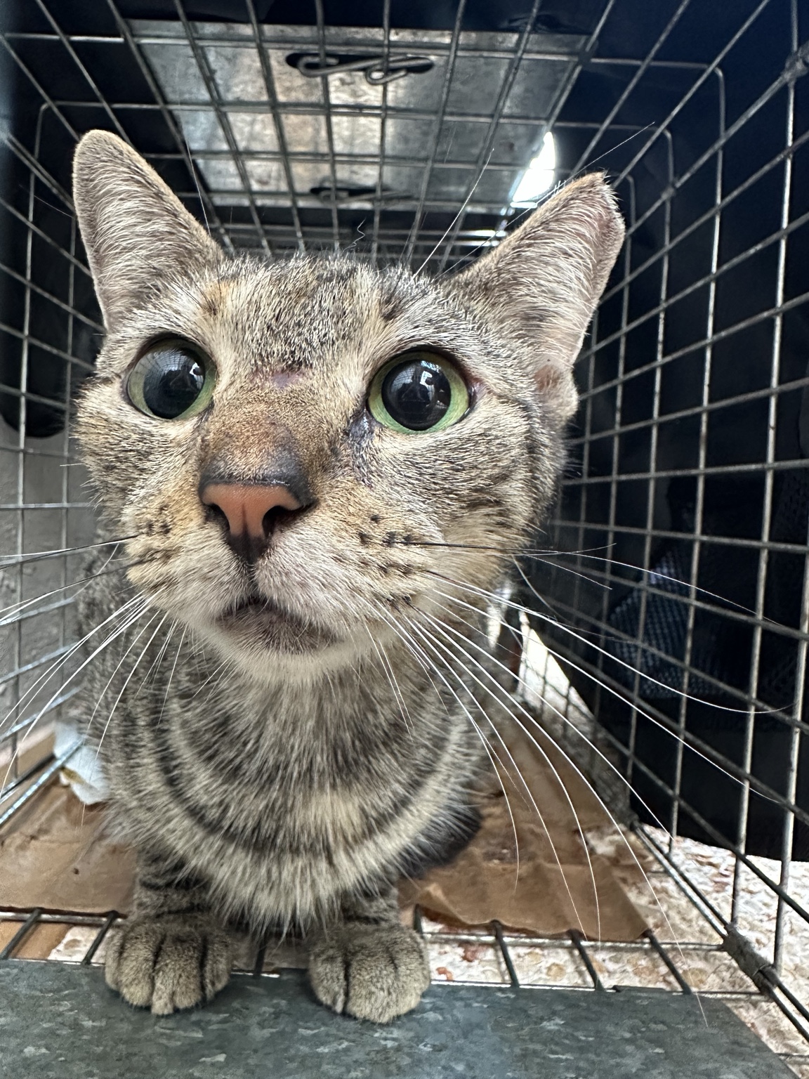 Gato rescatado en trampa segura