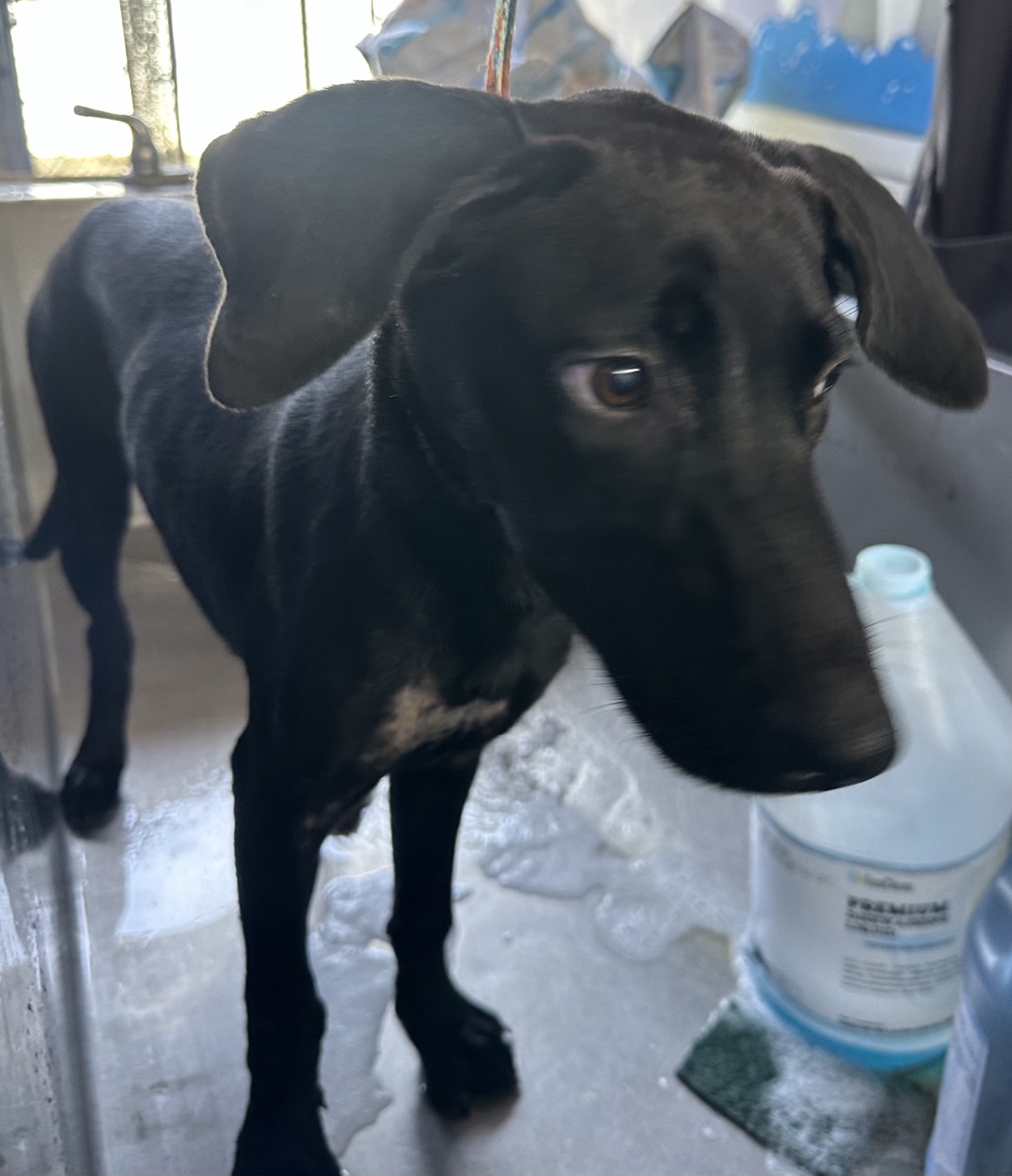 Perrita rescatada bajo cuidado