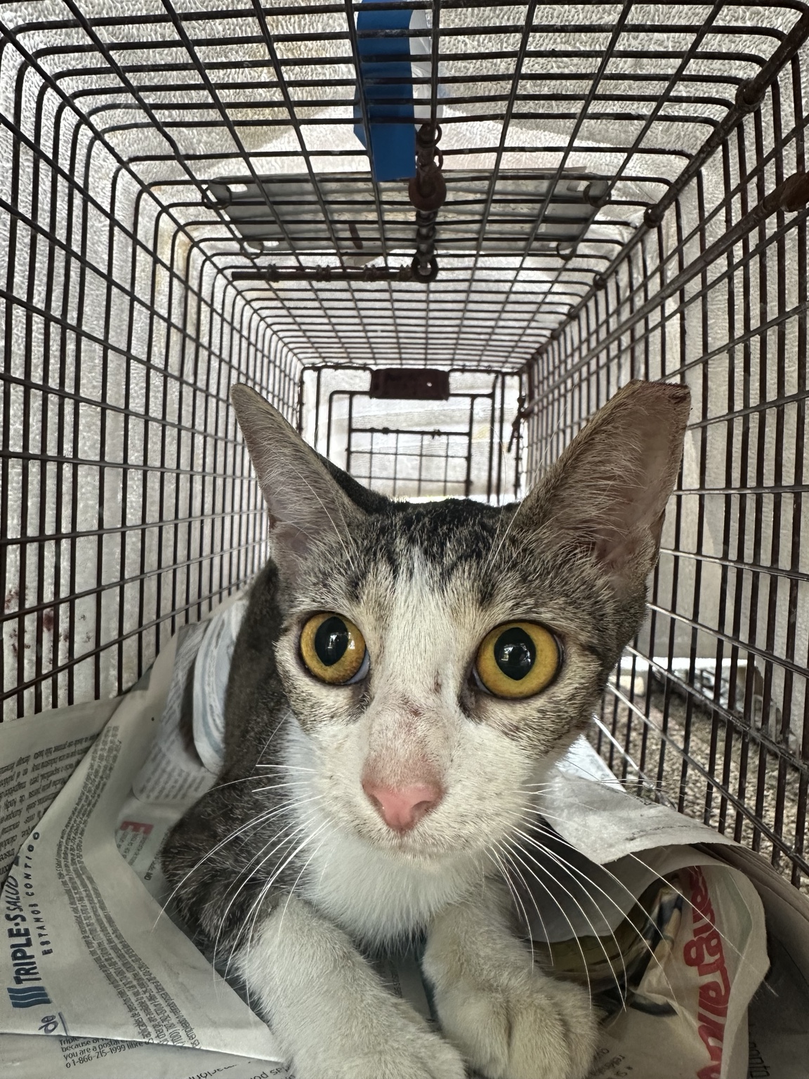 Gato rescatado durante un caso