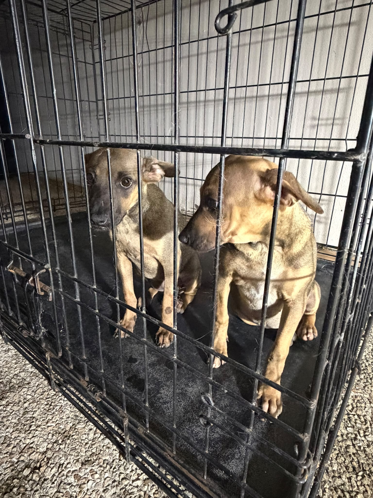 Dos perritas rescatadas de forma segura